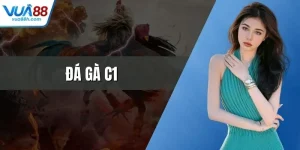 Đá Gà C1 - Siêu Kinh Điển Tại Đấu Trường Thomo Uy Tín