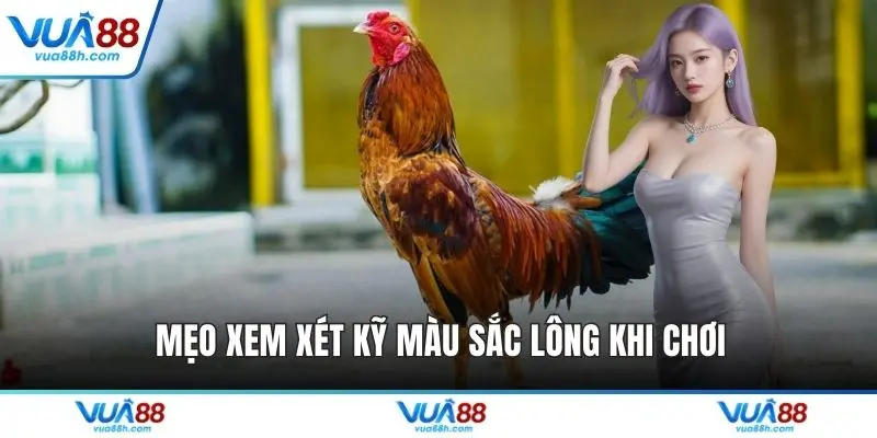 Mẹo xem xét kỹ màu sắc lông khi chơi