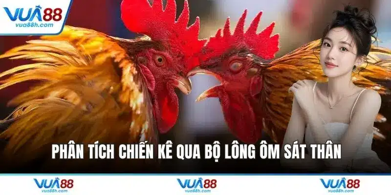 Phân tích chiến kê qua bộ lông ôm sát thân