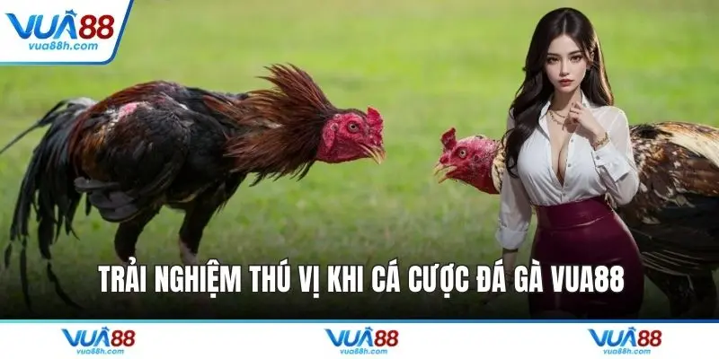 Trải nghiệm thú vị khi cá cược đá gà VUA88
